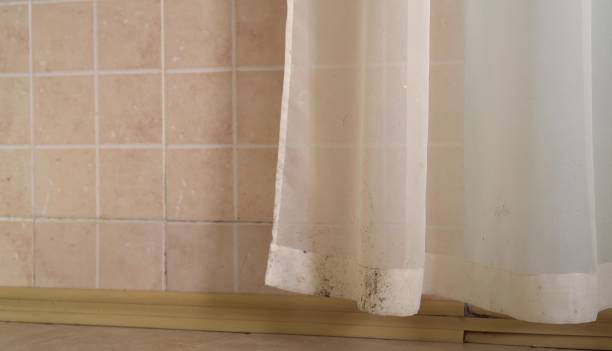 Best Environmental Consulting for Mold Prevention  in Brass Castle, NJ