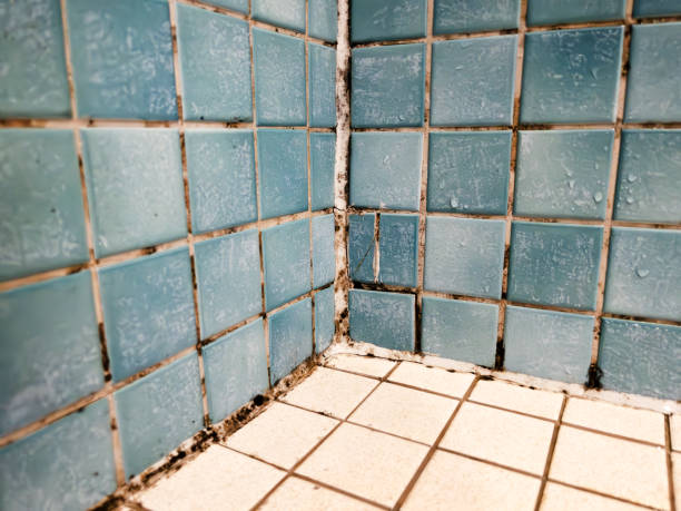Best Mold Remediation for Healthcare Facilities  in Brass Castle, NJ