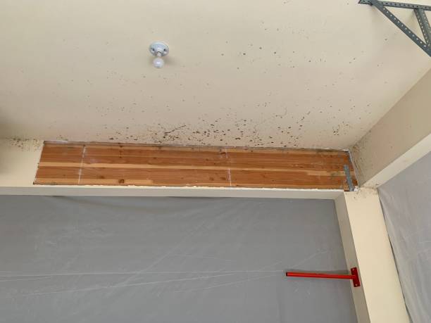 Best Air Quality Testing for Mold Spores  in Brass Castle, NJ