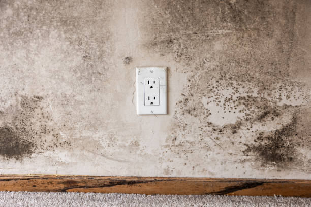 Best Post-Remediation Verification Testing  in Brass Castle, NJ