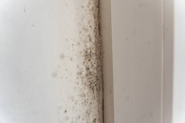 Best Asbestos and Lead Testing During Mold Inspection  in Brass Castle, NJ